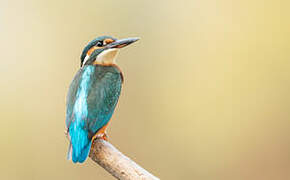 Common Kingfisher