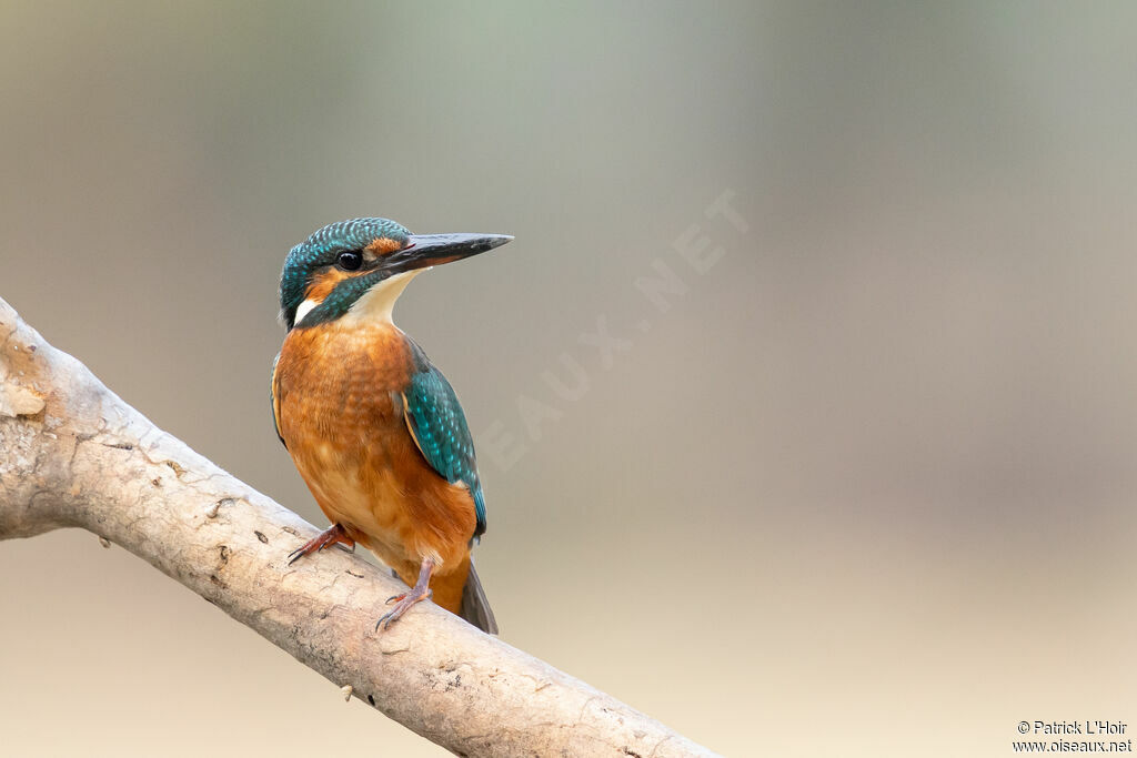 Common Kingfisherimmature