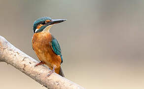 Common Kingfisher