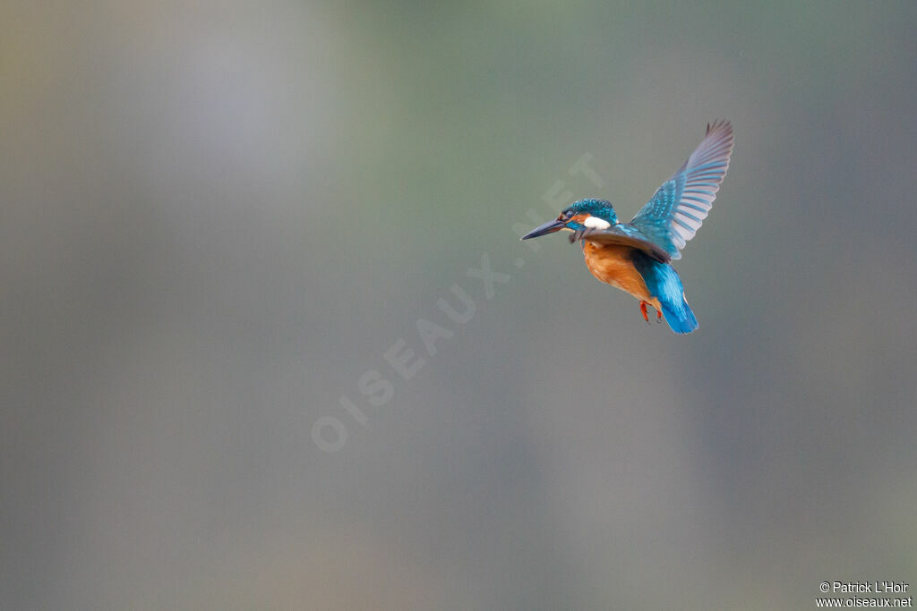 Common Kingfisher female adult