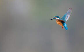 Common Kingfisher