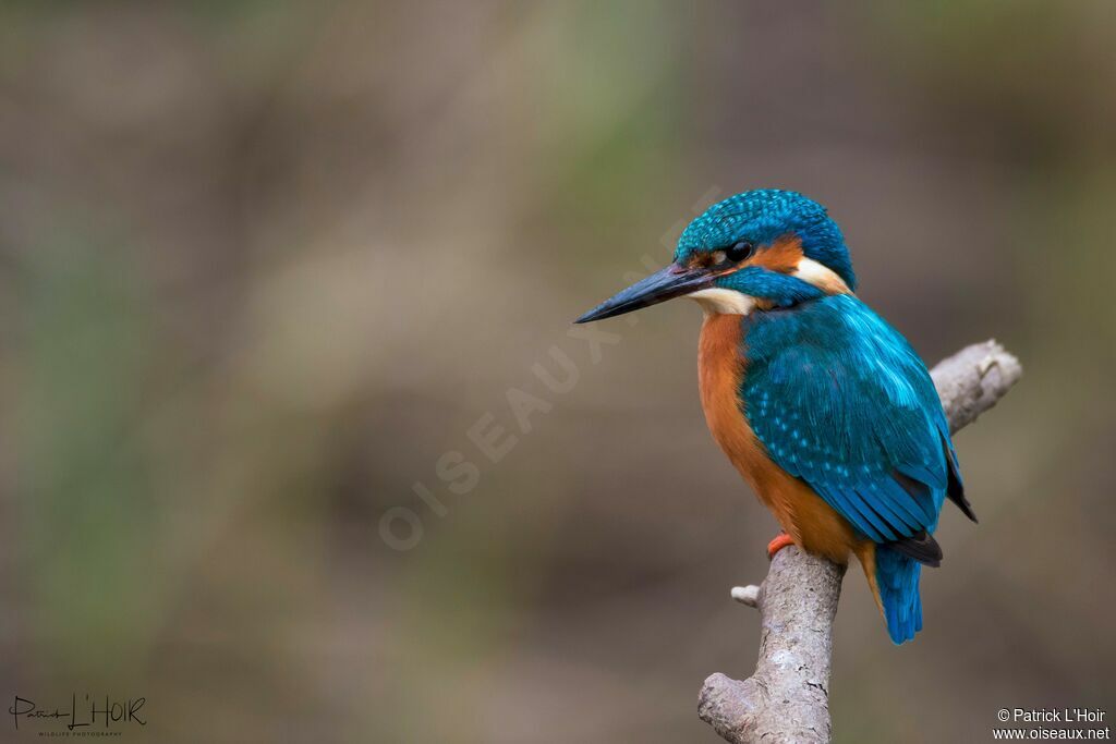 Common Kingfisher male adult