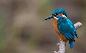 Common Kingfisher