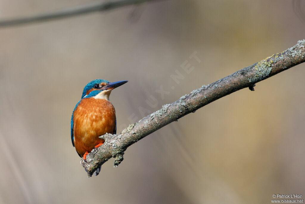 Common Kingfisher female