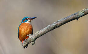 Common Kingfisher