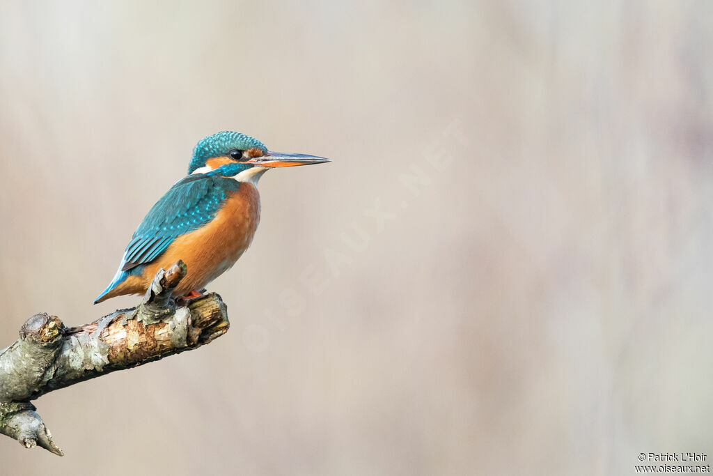 Common Kingfisher