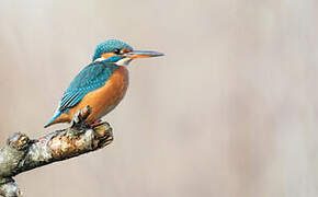 Common Kingfisher