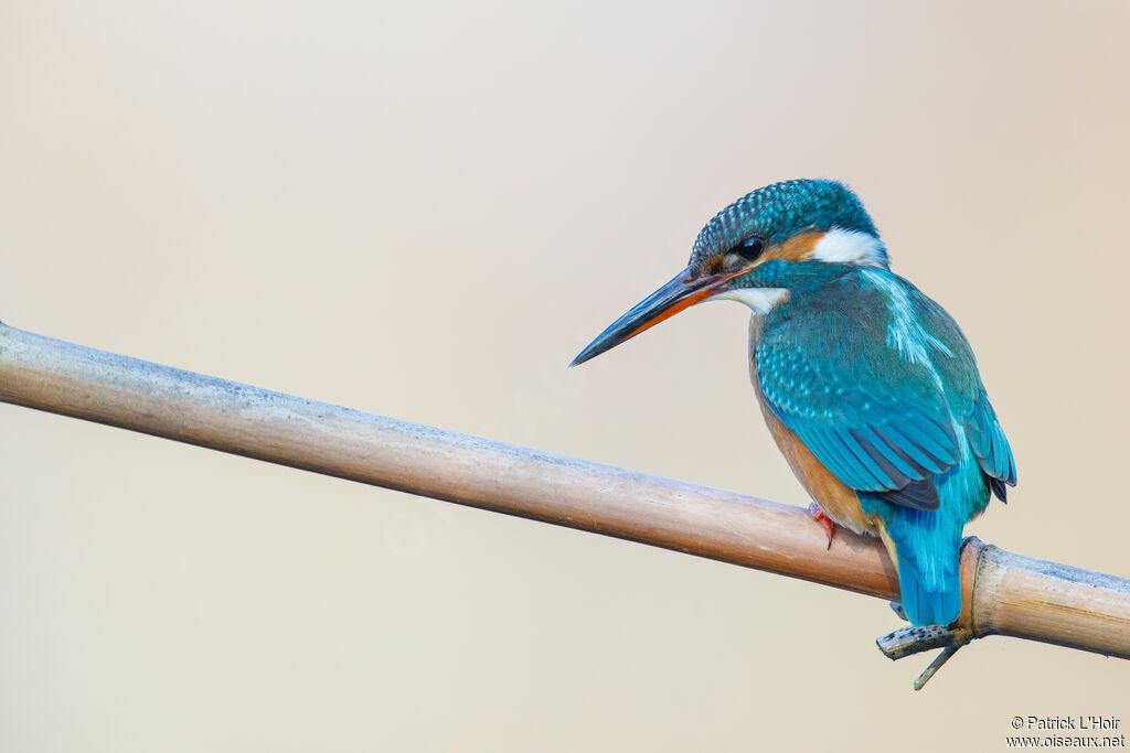 Common Kingfisher