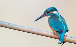 Common Kingfisher