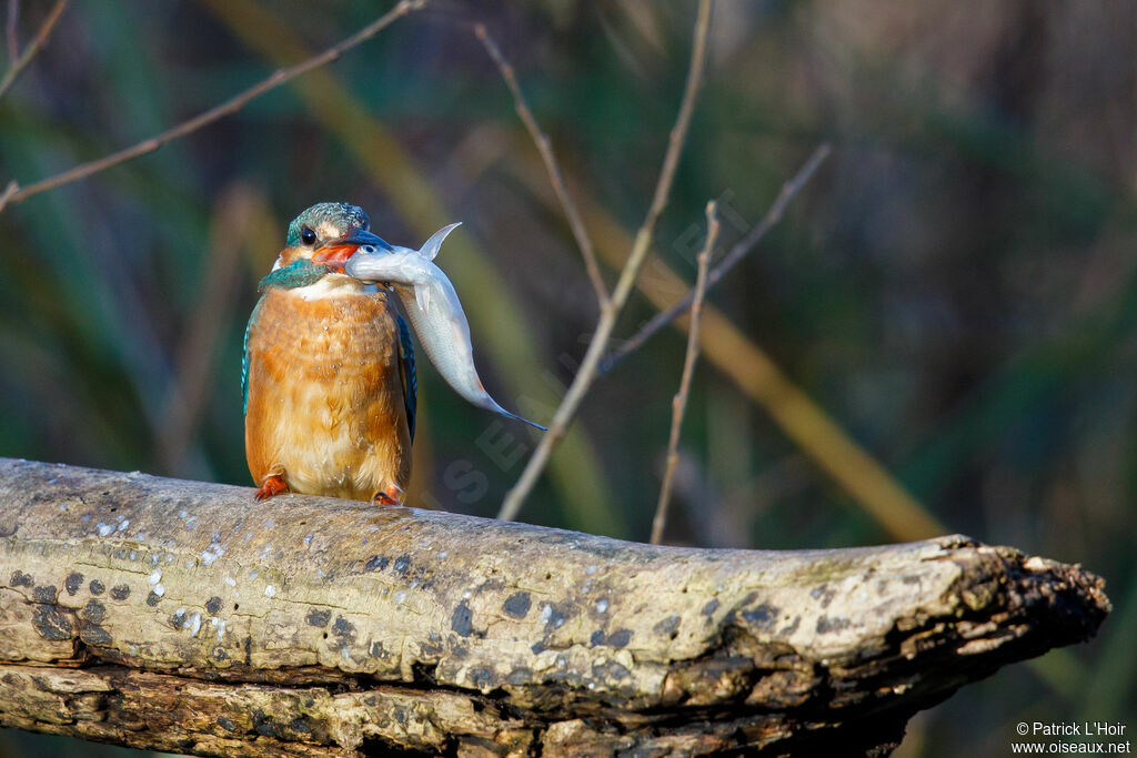 Common Kingfisher