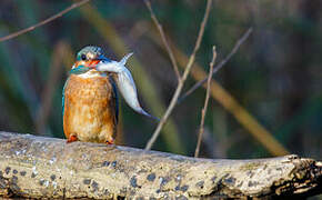 Common Kingfisher