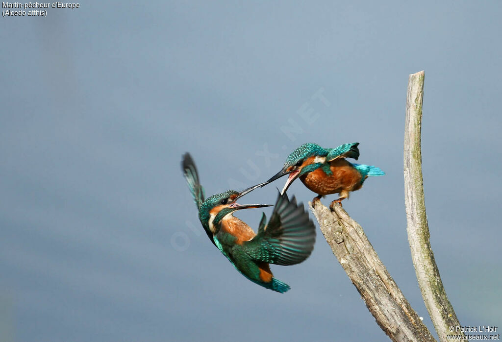 Common Kingfisher, Behaviour