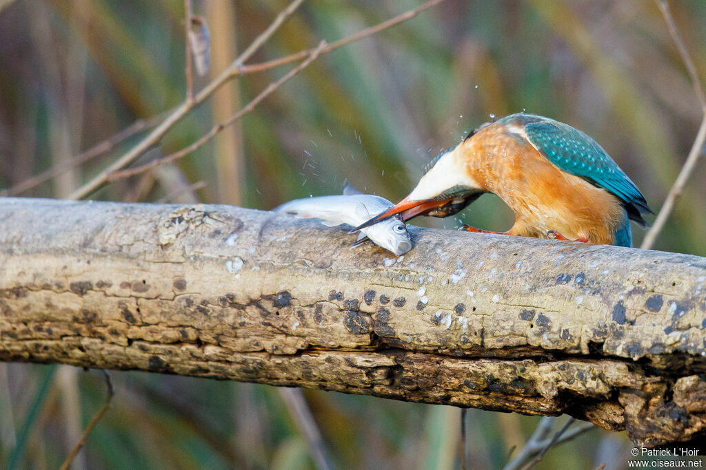 Common Kingfisher