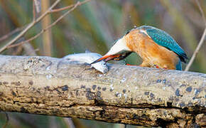 Common Kingfisher