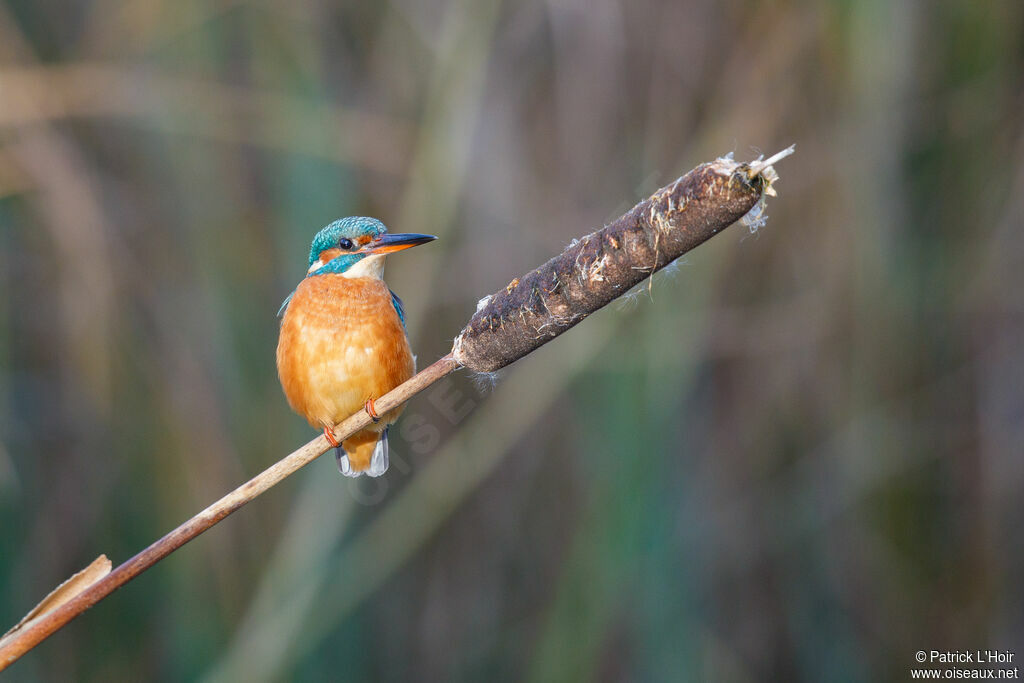 Common Kingfisher