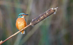 Common Kingfisher