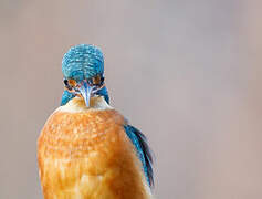 Common Kingfisher