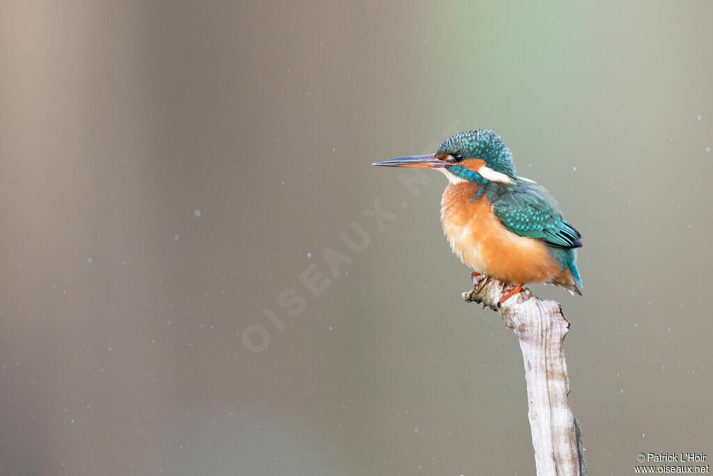 Common Kingfisher