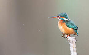 Common Kingfisher