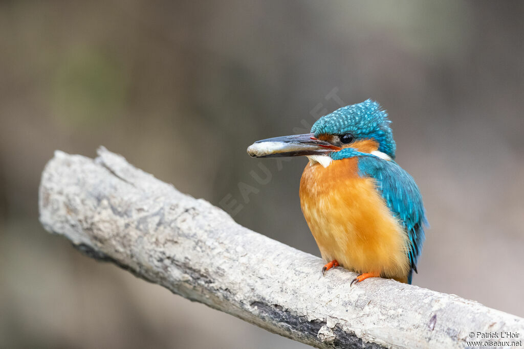 Common Kingfisher male adult breeding