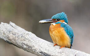 Common Kingfisher