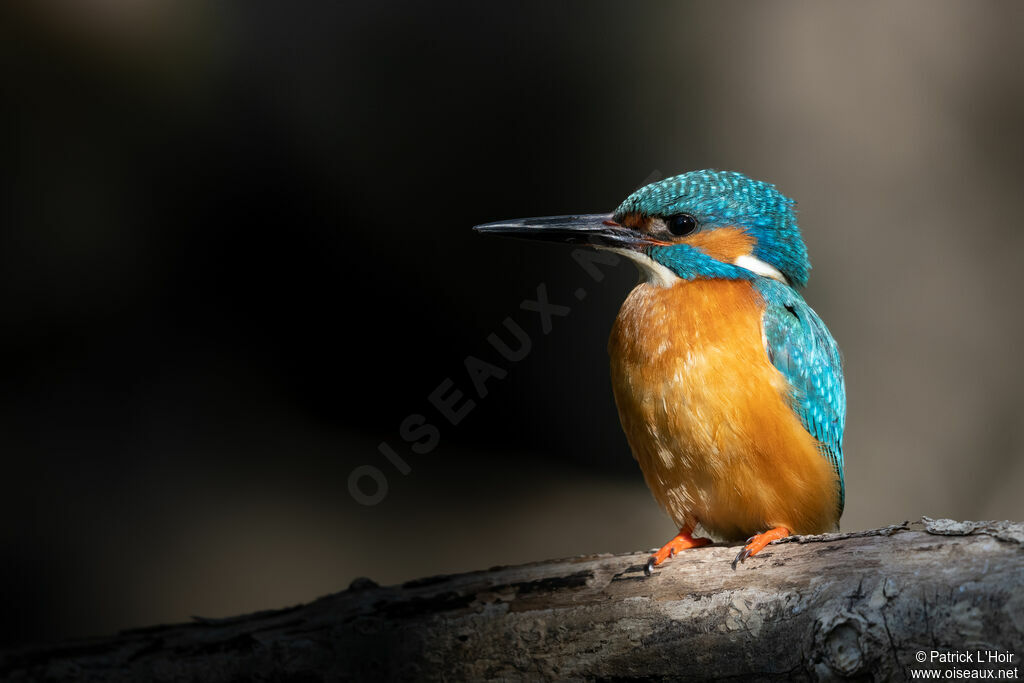 Common Kingfisher male adult breeding