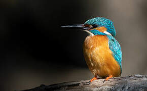 Common Kingfisher