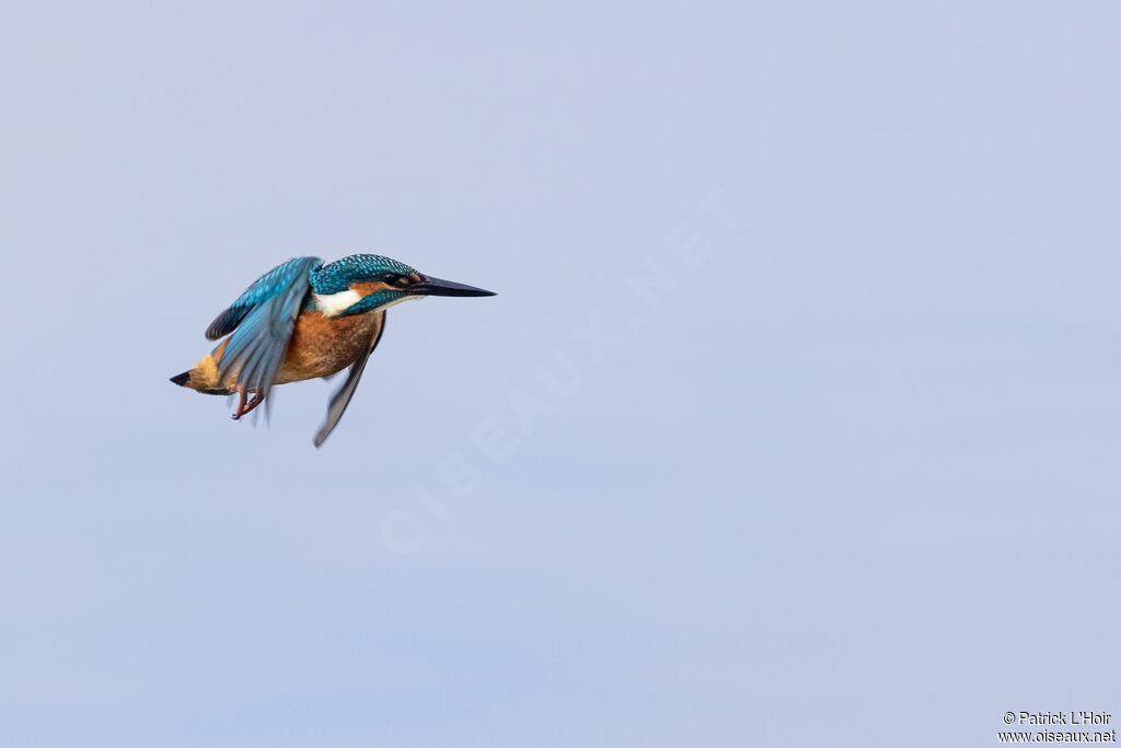 Common Kingfisher