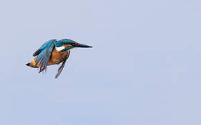 Common Kingfisher