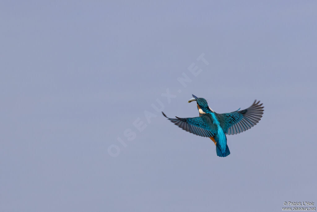 Common Kingfisher