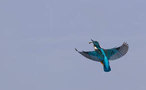 Common Kingfisher