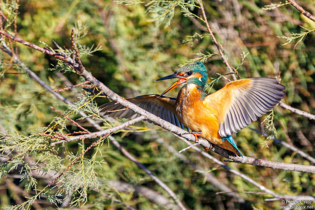 Common Kingfisher