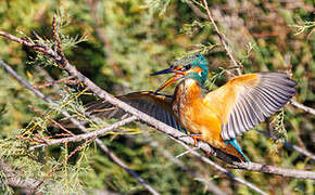 Common Kingfisher