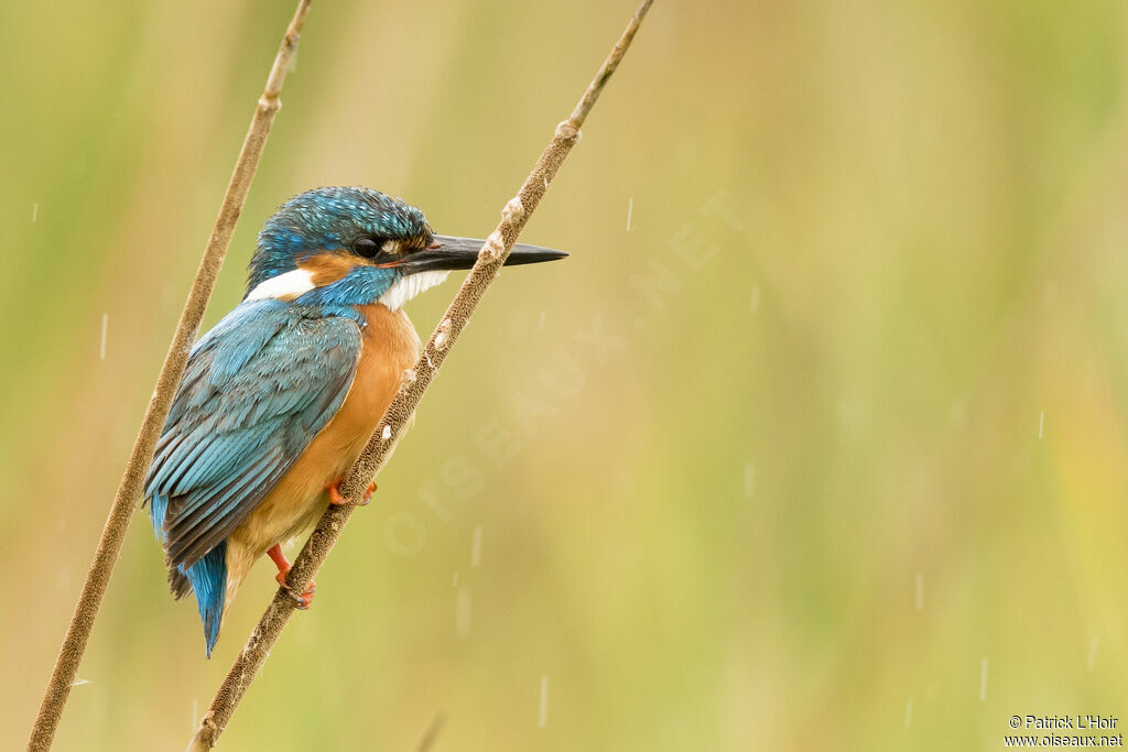 Common Kingfisher male adult