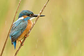 Common Kingfisher