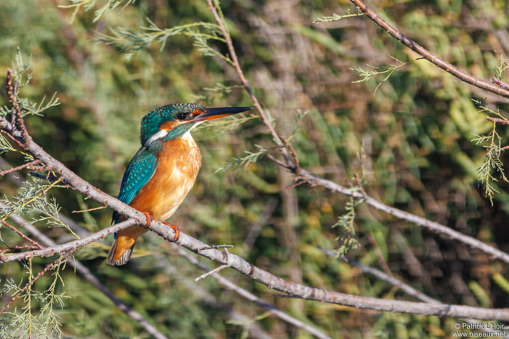 Common Kingfisher