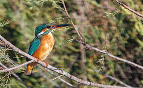 Common Kingfisher