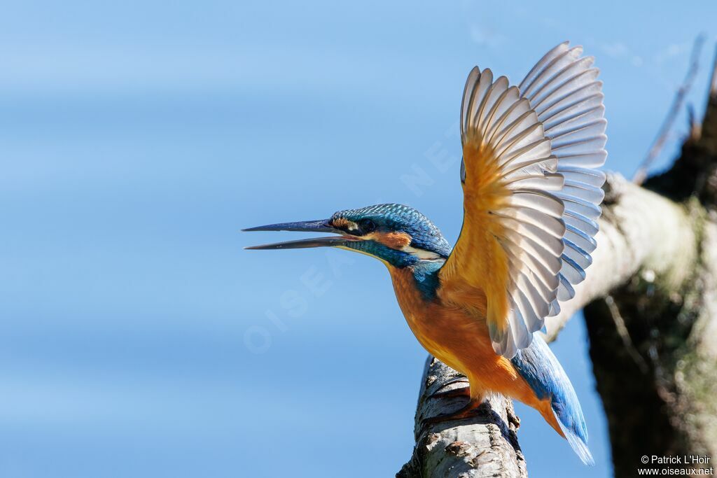 Common Kingfisher