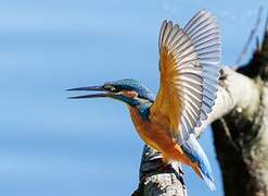 Common Kingfisher