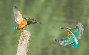 Common Kingfisher