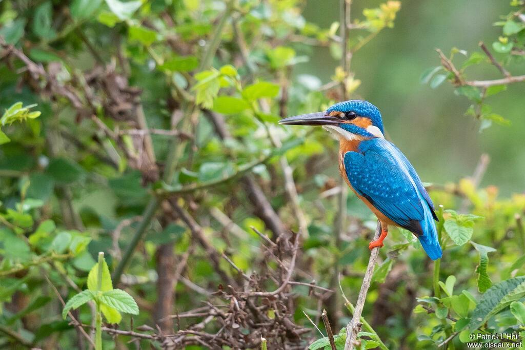 Common Kingfisher male adult