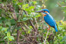 Common Kingfisher