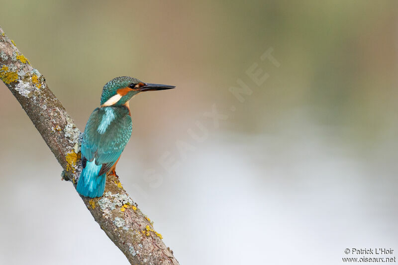 Common Kingfisher male adult