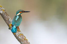 Common Kingfisher