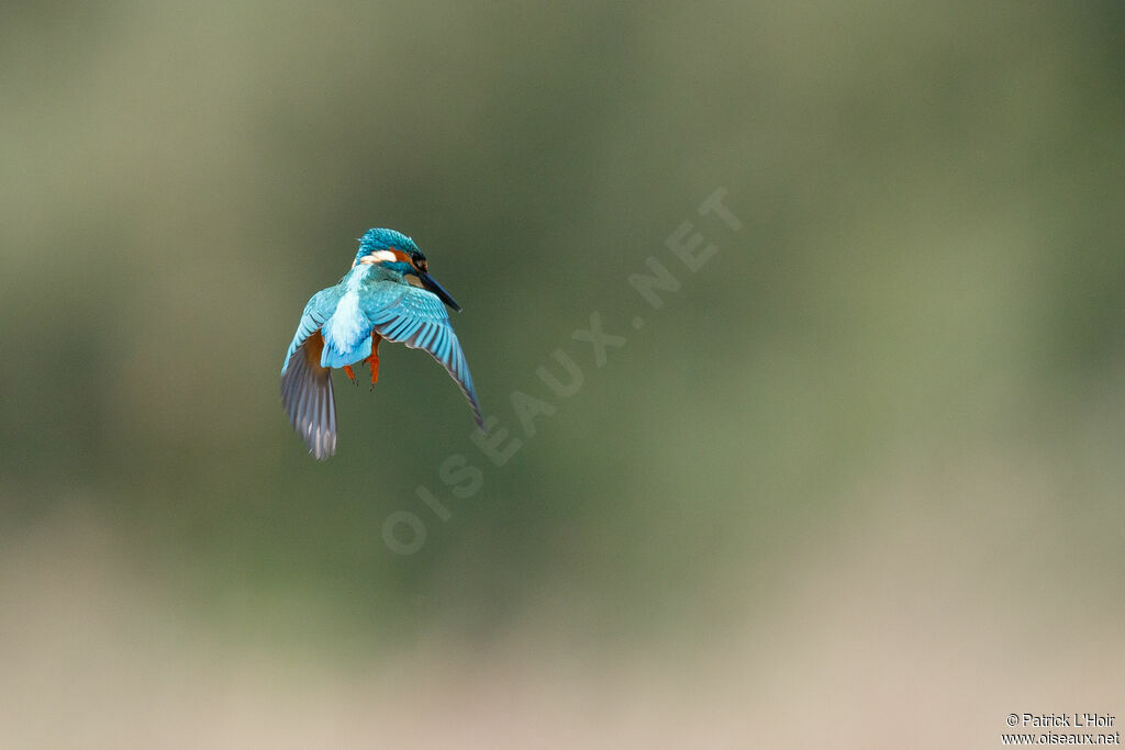 Common Kingfisher male adult