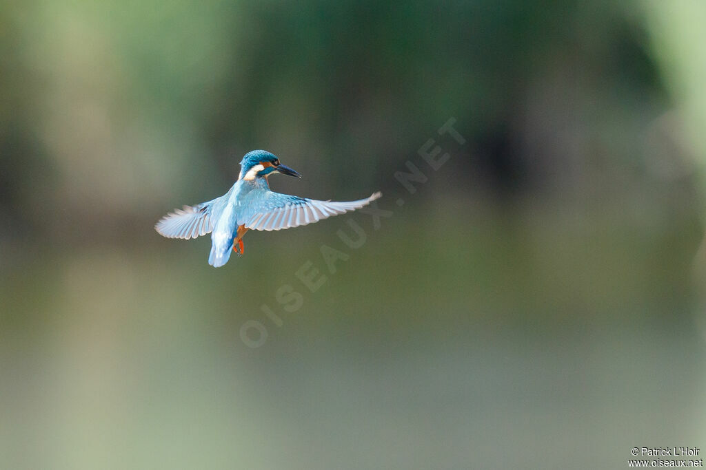 Common Kingfisher male adult