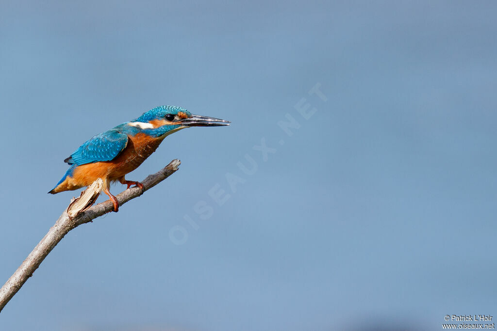 Common Kingfisher male adult