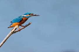 Common Kingfisher