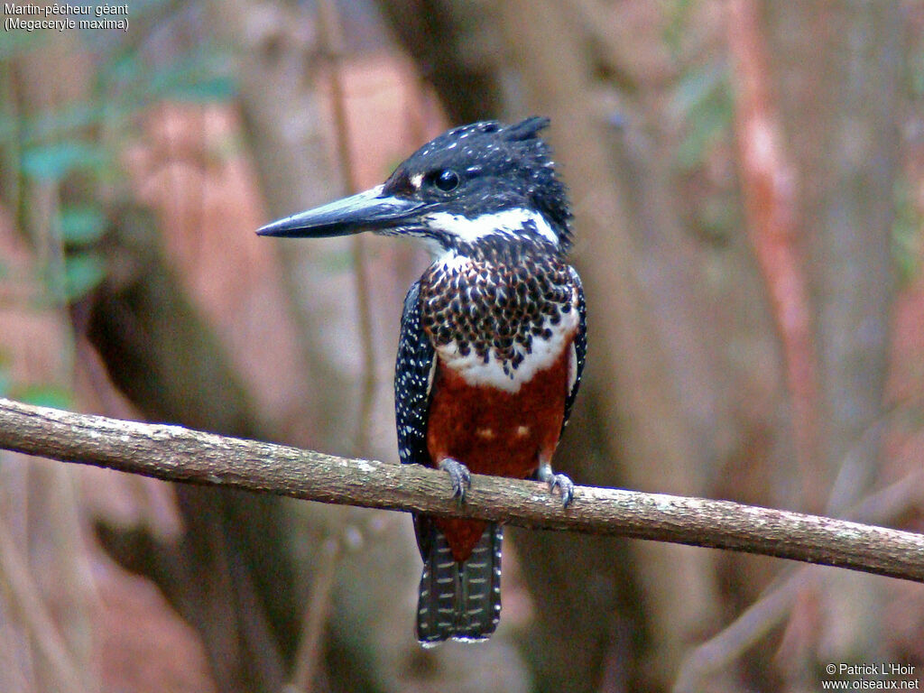 Giant Kingfisher