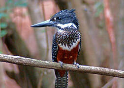 Giant Kingfisher